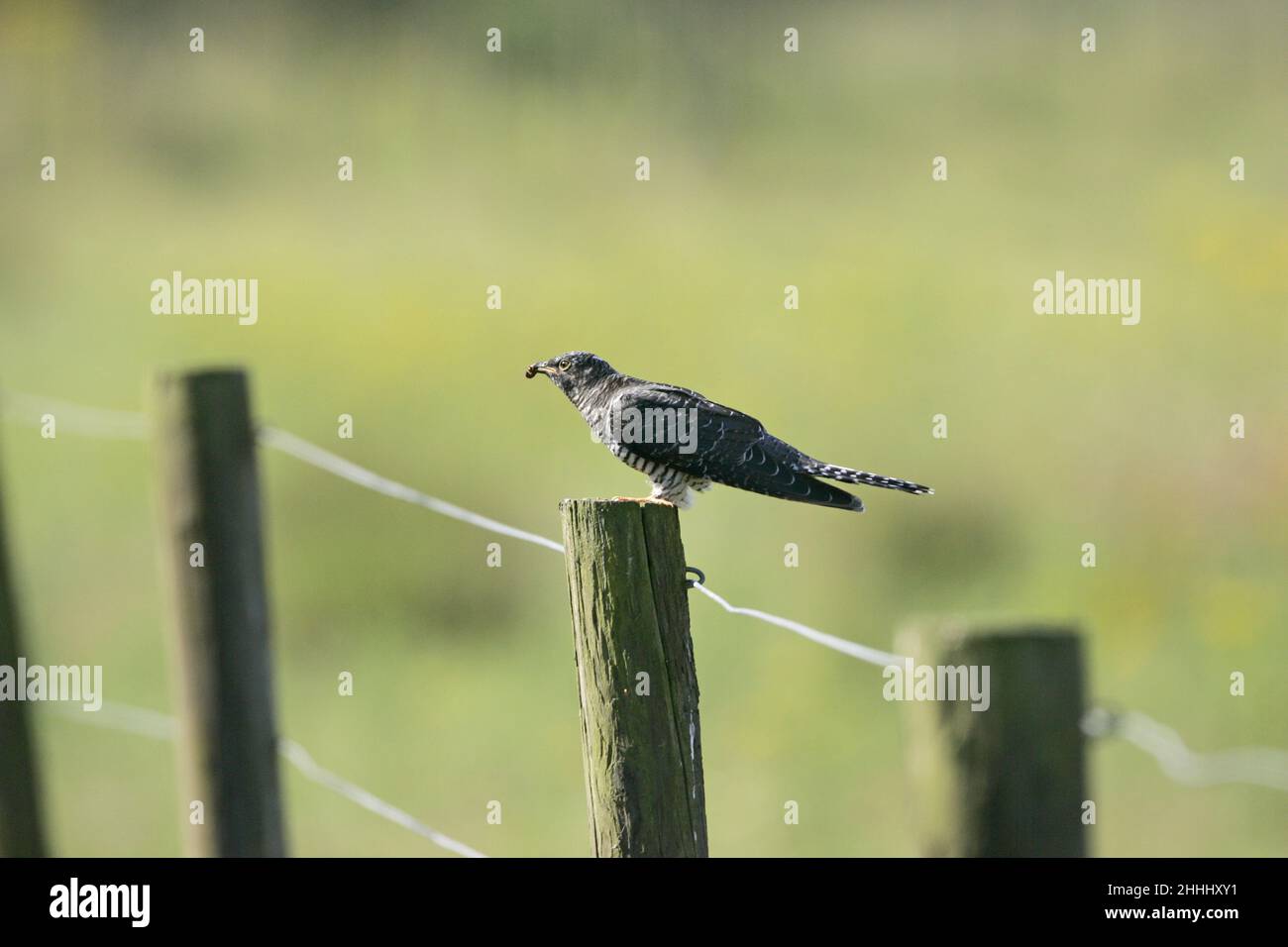 Cucucuculo comune Cucurus canorus alimentazione giovanile su Cinnabar Moth Tyria jacobaeae caterpillar sul palo di recinzione durante la sua migrazione verso sud Foto Stock