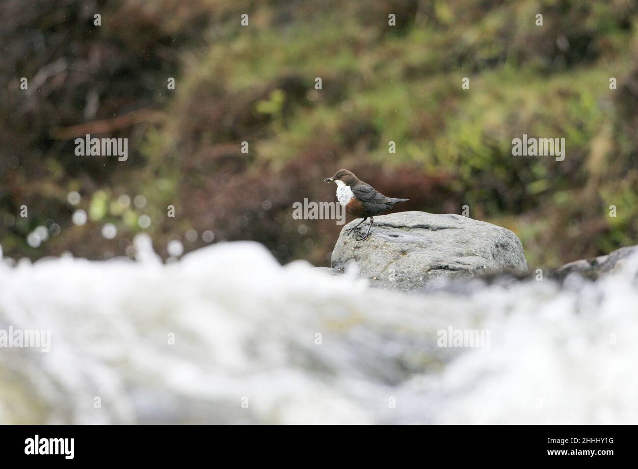 Cincluss dipper da diporto bianco con cibo per i giovani che si avvicinano al nido vicino alla cascata, Isola di Mull, Scozia Foto Stock