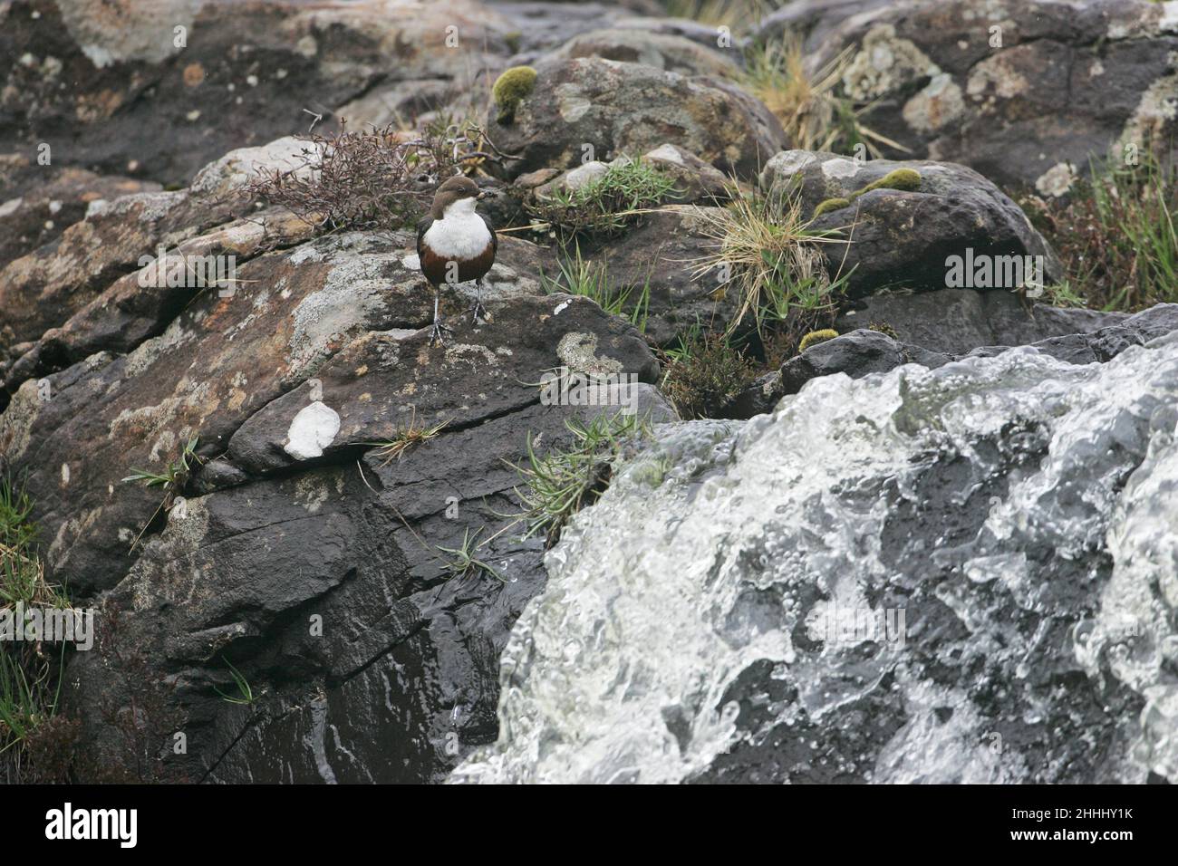 Cincluss dipper da diporto bianco con cibo per i giovani che si avvicinano al nido vicino alla cascata, Isola di Mull, Scozia Foto Stock