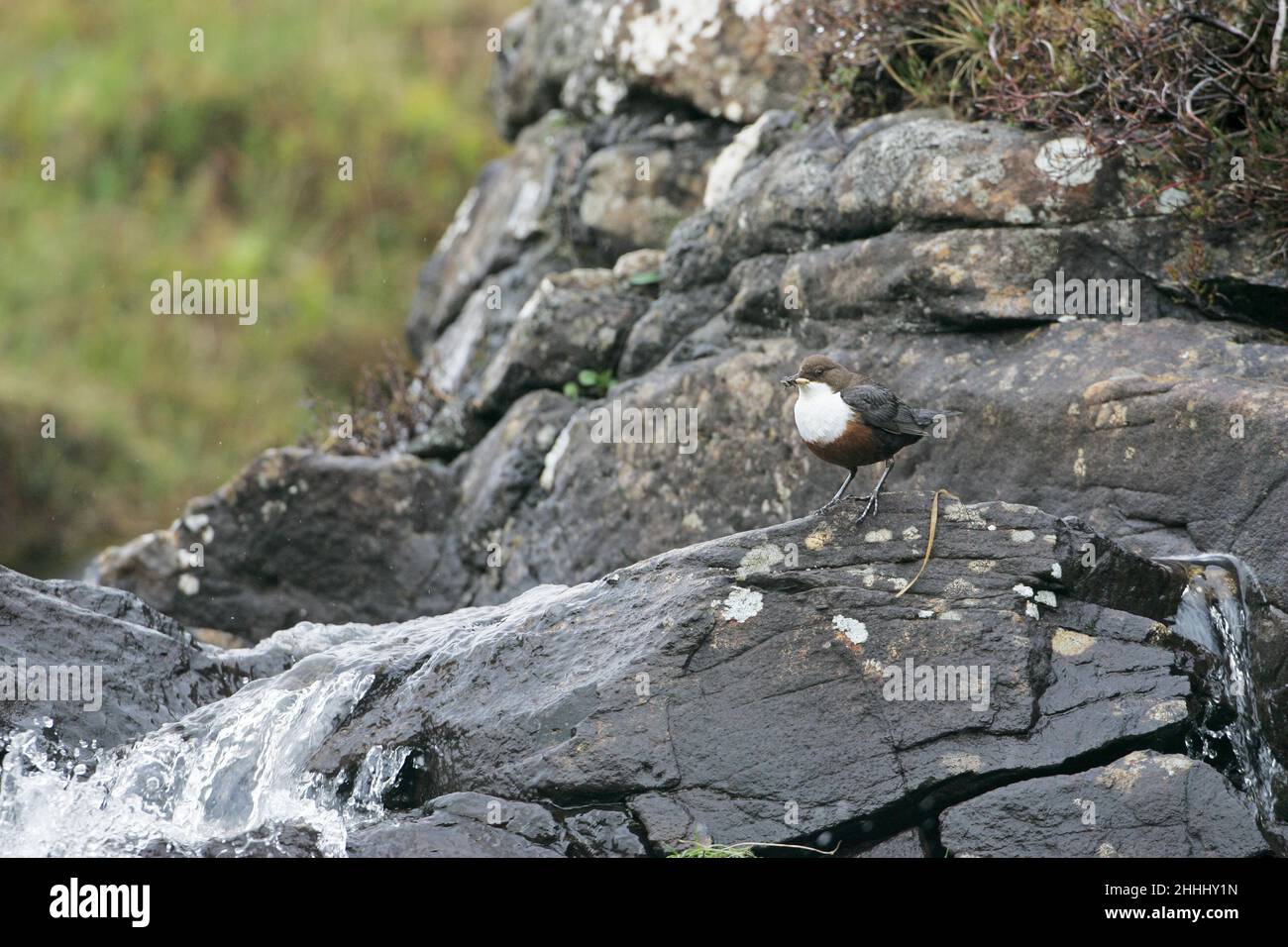 Cincluss dipper da diporto bianco con cibo per i giovani che si avvicinano al nido vicino alla cascata, Isola di Mull, Scozia Foto Stock