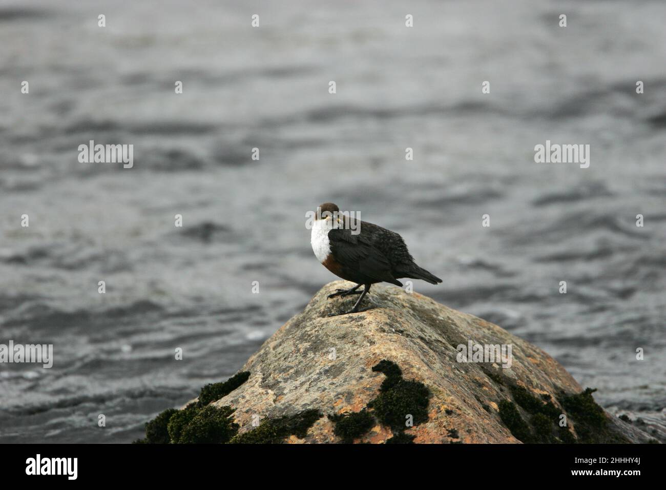 Cincluss dipper da dipper a gola bianca con cibo per i giovani su roccia coperta di muschio nel Findhorn River Findhorn Valley Highlands Scotland UK Foto Stock