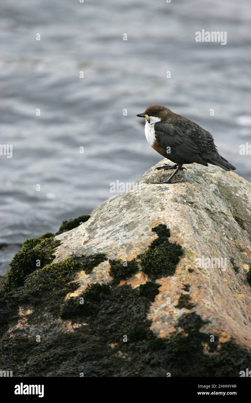 Cincluss dipper da dipper a gola bianca con cibo per i giovani su roccia coperta di muschio nel Findhorn River Findhorn Valley Highlands Scotland UK Foto Stock