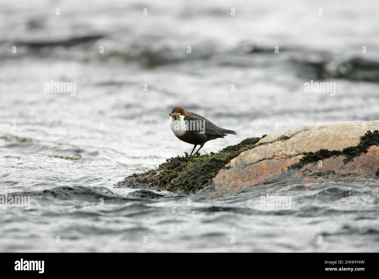 Cincluss dipper da dipper a gola bianca con cibo per i giovani su roccia coperta di muschio nel Findhorn River Findhorn Valley Highlands Scotland UK Foto Stock
