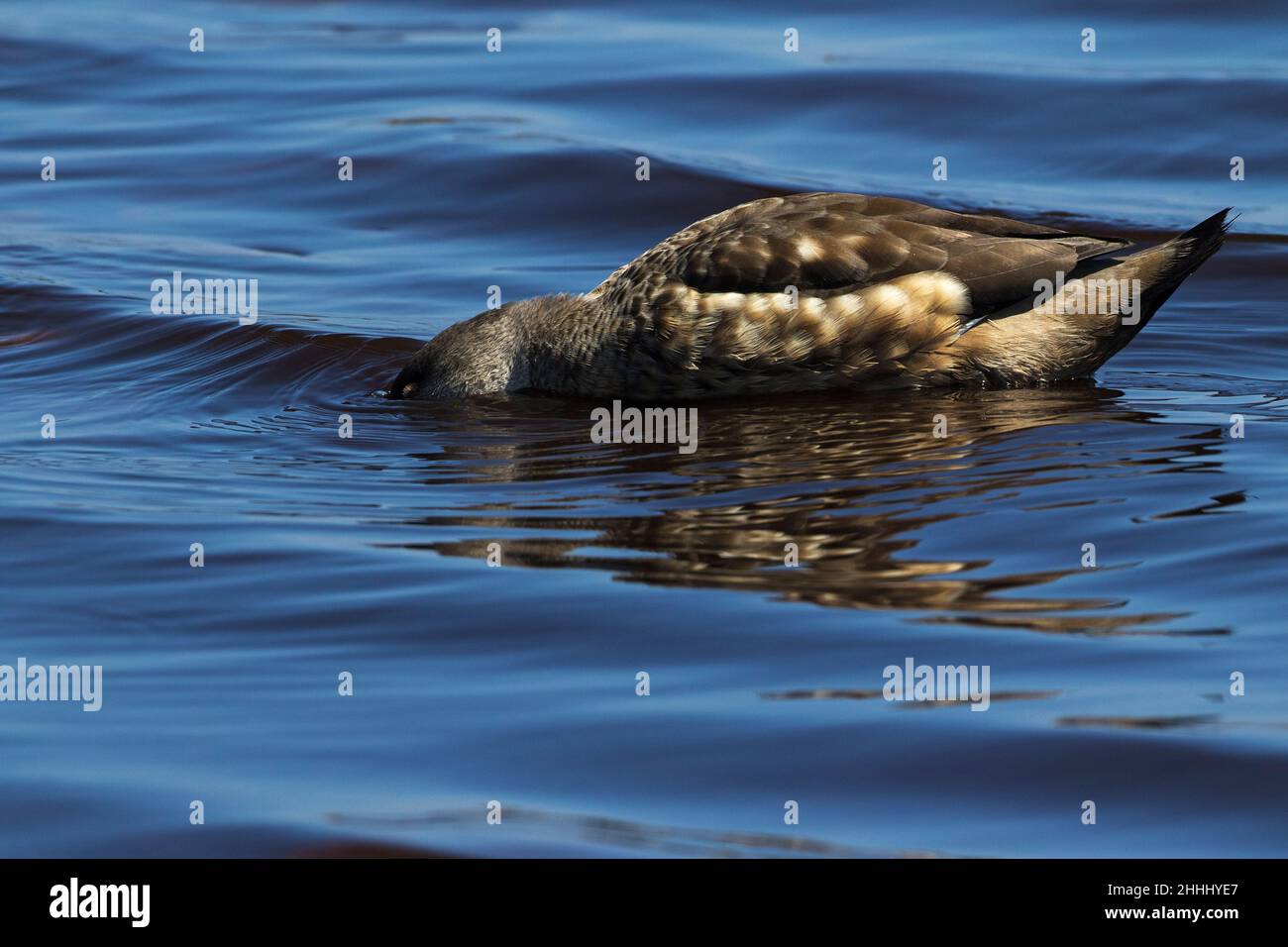 Anatra crestata Lophonetta specularioides specularioides nuotare con il suo viso sotto l'acqua sul mare, Sea Lion Island Isole Falkland novembre 2015 Foto Stock