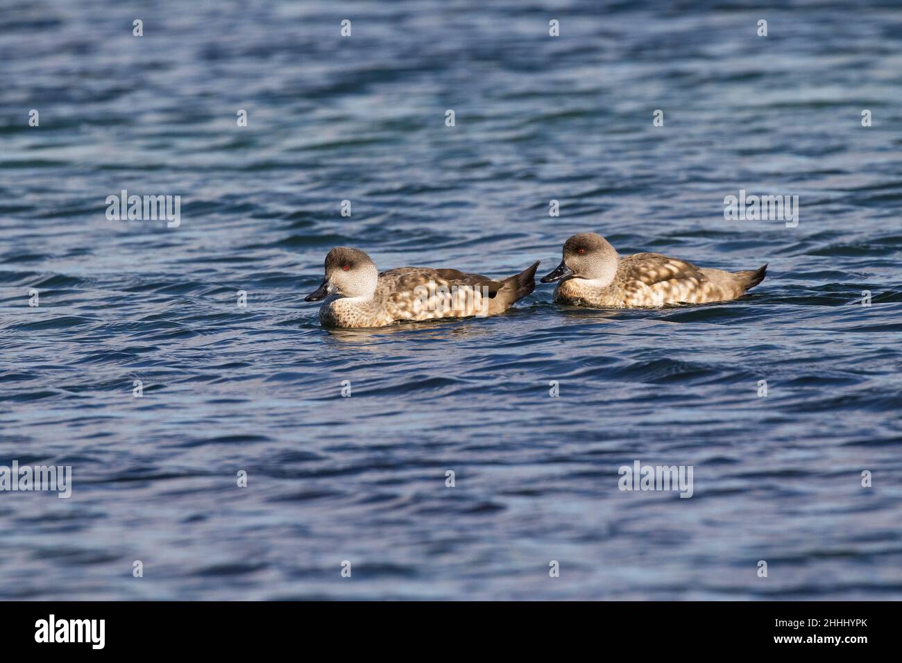 Crested duck Lophonetta specularioides specularioides coppia sul mare Darwin Isole Falkland British Overseas territorio Novembre 2016 Foto Stock