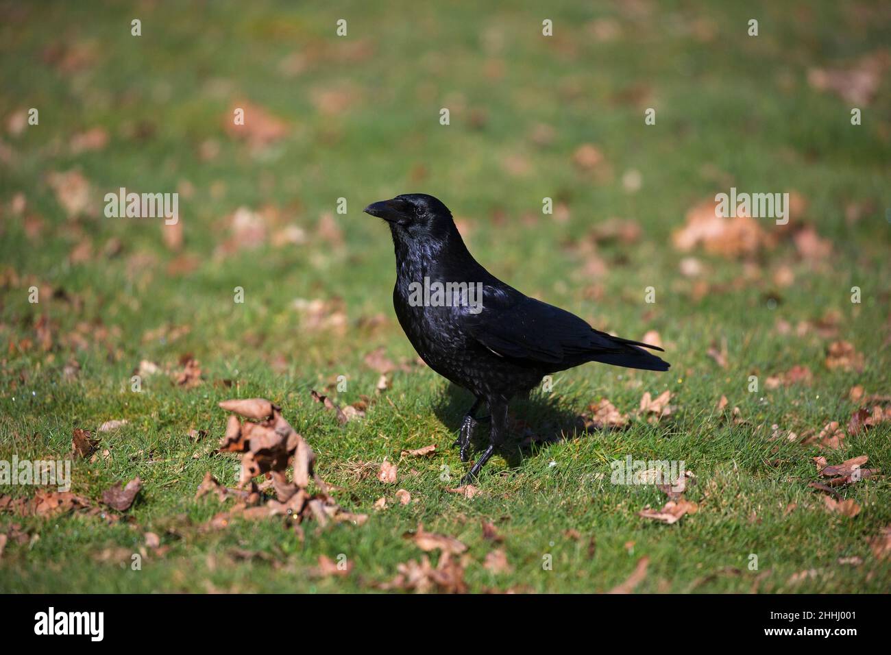 Carrion crow Corvus corone corone su un giardino prato, Crow, Ringwood, Hampshire, Inghilterra, Regno Unito, Marzo 2018 Foto Stock