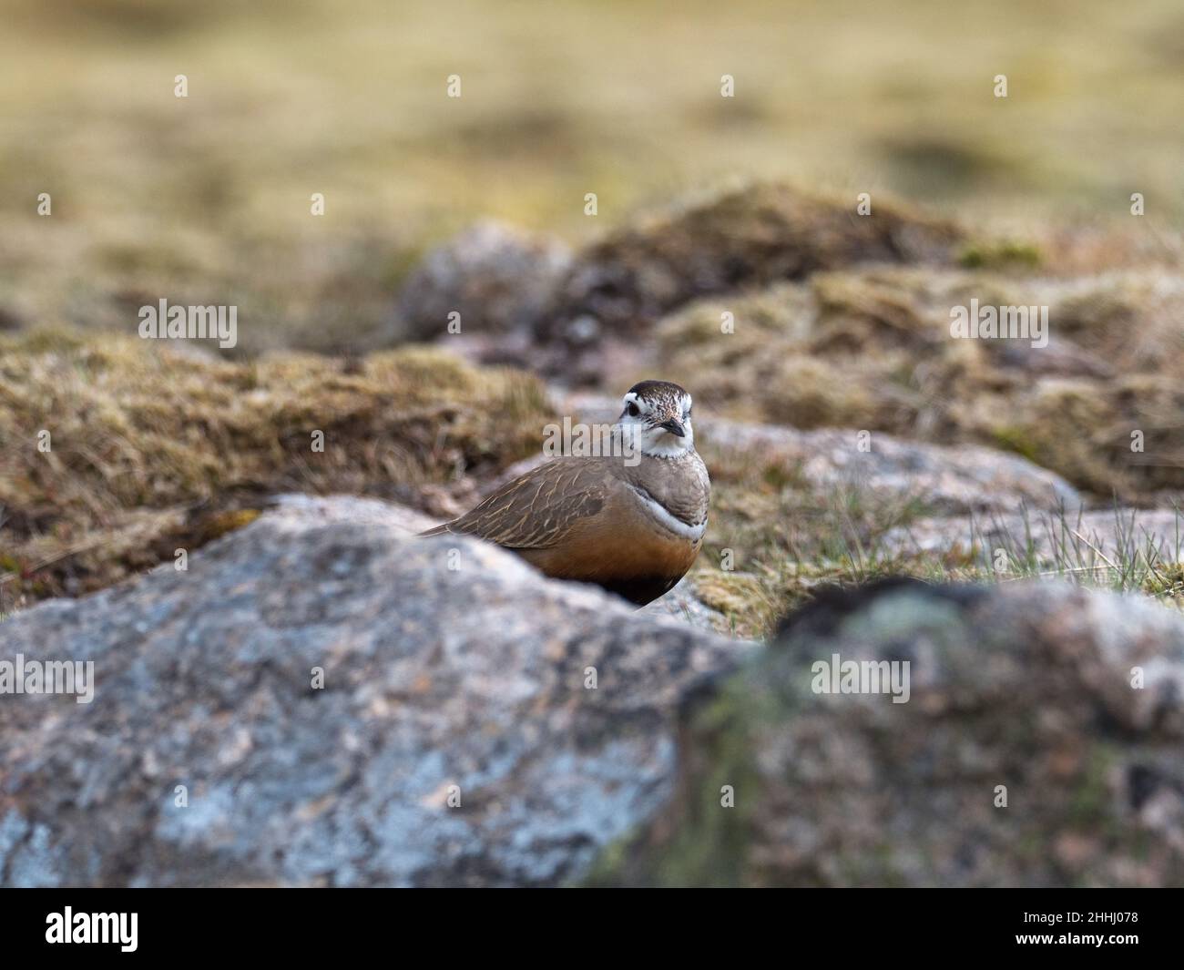 Dotterel Eurasiano Charadrius morinellus adulta su brughiera erbosa, Cairngorm, Cairngorms National Park, Highland Region, Scozia, Regno Unito, maggio 2019 Foto Stock