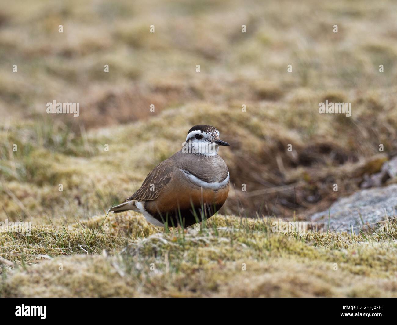 Dotterel Eurasiano Charadrius morinellus adulta su brughiera erbosa, Cairngorm, Cairngorms National Park, Highland Region, Scozia, Regno Unito, maggio 2019 Foto Stock