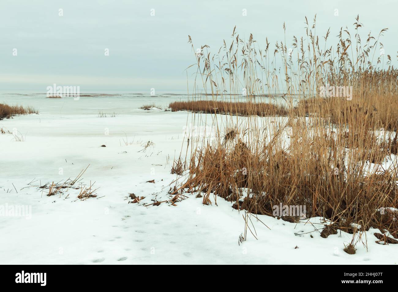 Paesaggio invernale con canne costiero e neve secche, foto di sfondo naturale con effetto filtro di correzione retrò tonale Foto Stock