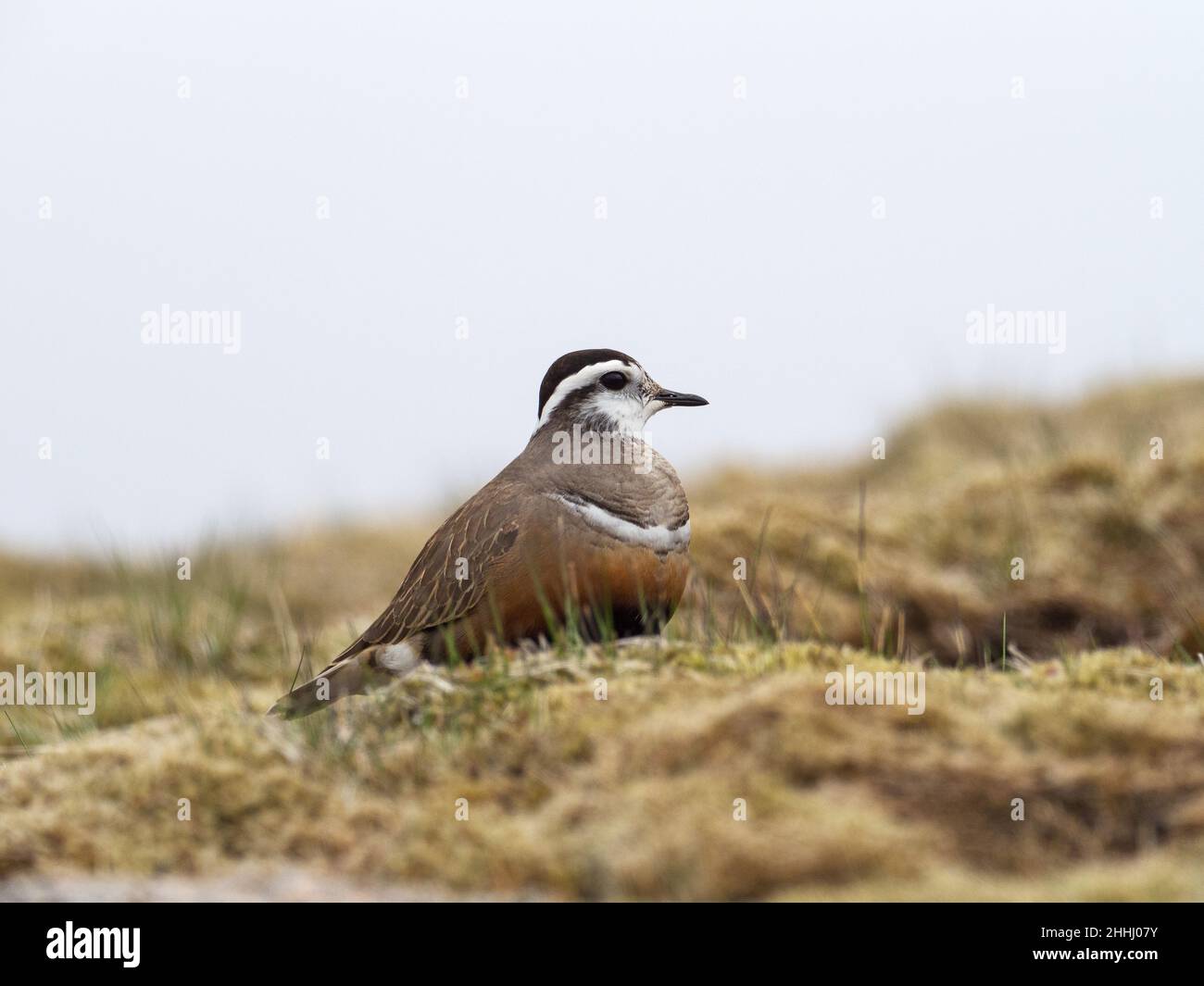 Dotterel Eurasiano Charadrius morinellus adulta su brughiera erbosa, Cairngorm, Cairngorms National Park, Highland Region, Scozia, Regno Unito, maggio 2019 Foto Stock