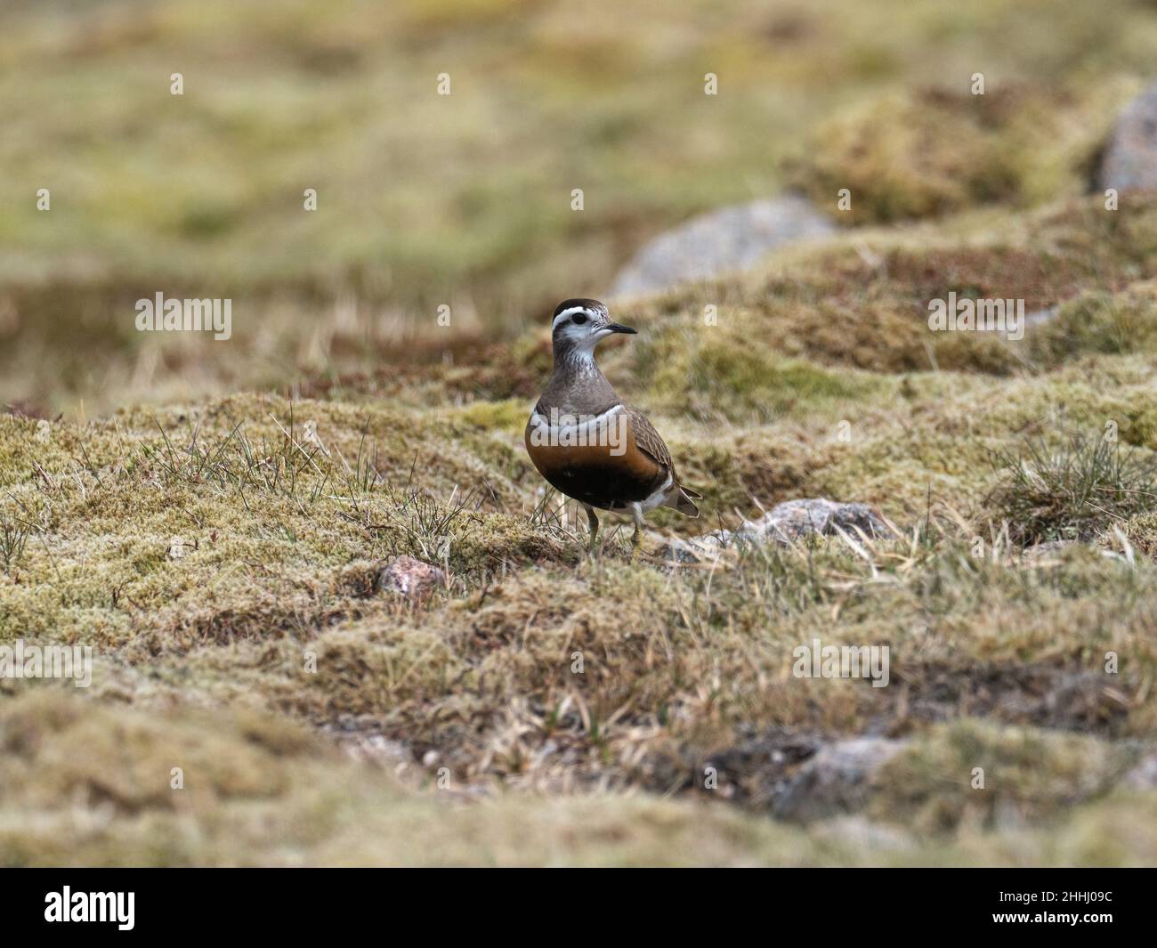 Dotterel Eurasiano Charadrius morinellus adulta su brughiera erbosa, Cairngorm, Cairngorms National Park, Highland Region, Scozia, Regno Unito, maggio 2019 Foto Stock