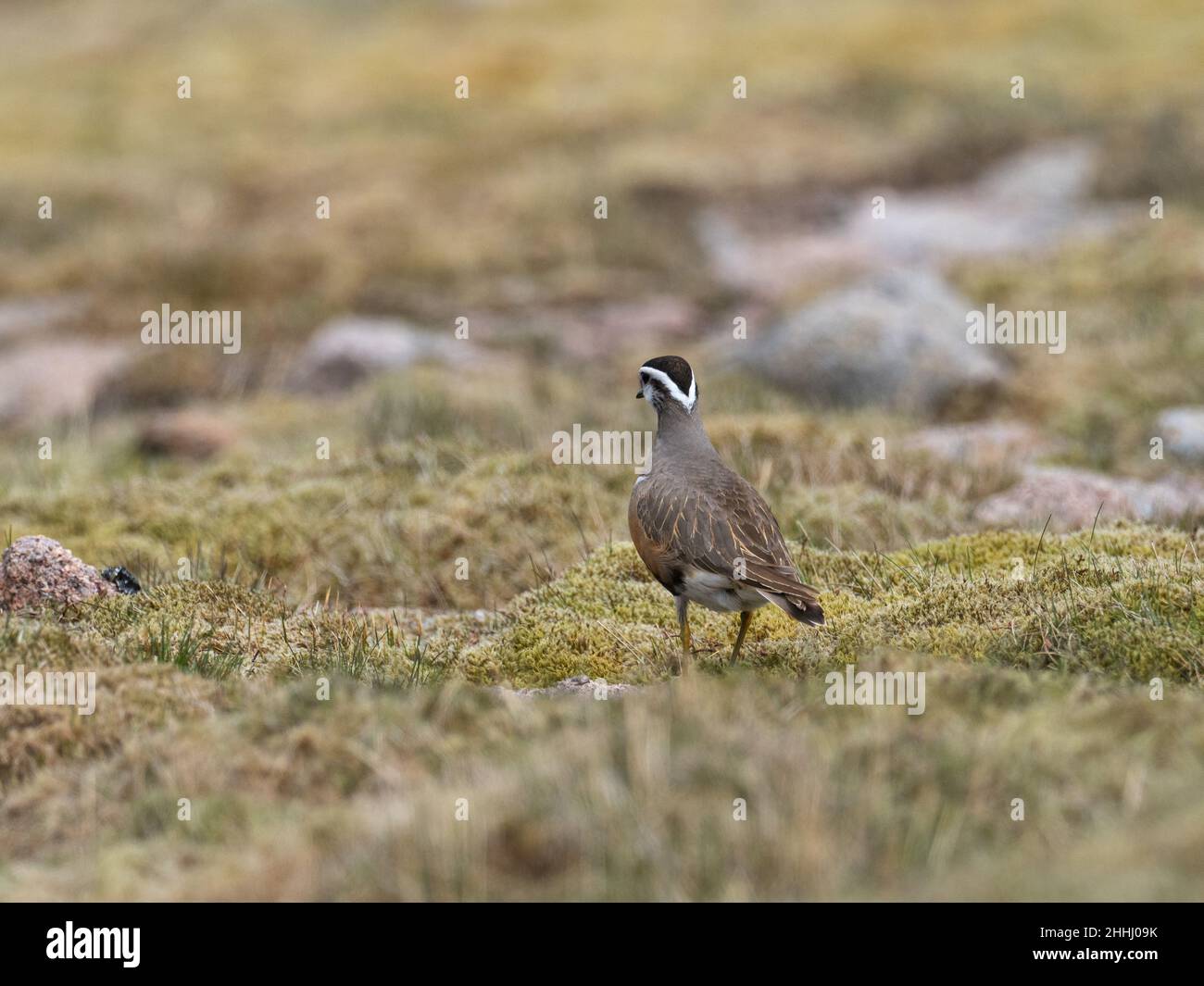 Dotterel Eurasiano Charadrius morinellus adulta su brughiera erbosa, Cairngorm, Cairngorms National Park, Highland Region, Scozia, Regno Unito, maggio 2019 Foto Stock