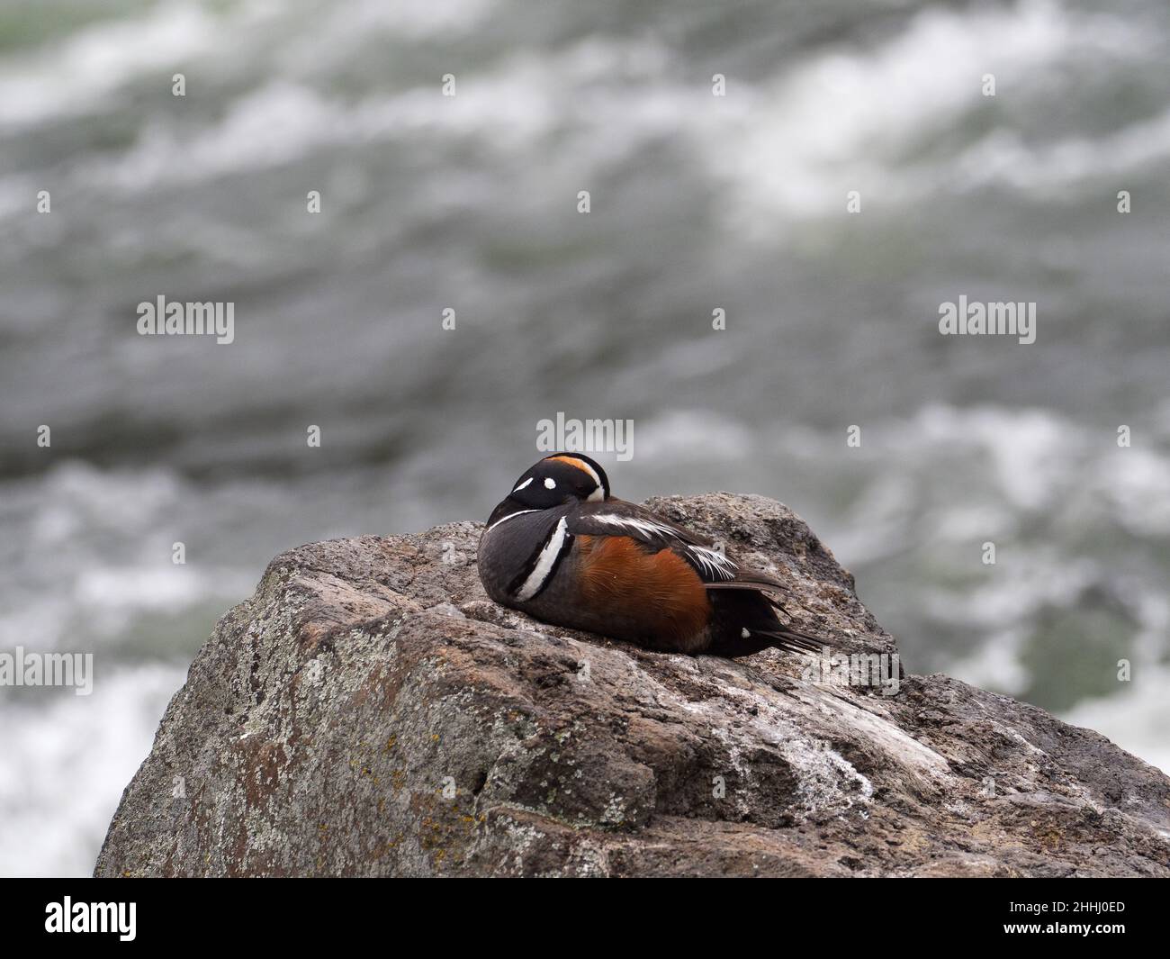 Harlequin Duck Histrionicus histrionicus maschio dormire su una roccia, LeHardy Rapids, Yellowstone River, Yellowstone National Park, Wyoming, USA Giugno 2019 Foto Stock