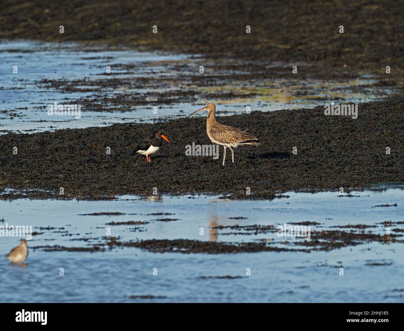 Cavalcata eurasiatica Numenius arquata e ostricata eurasiatica Haematopus ostralegus combattendo per alimentare il territorio, ai margini del Monte Lago, Keehaven Foto Stock