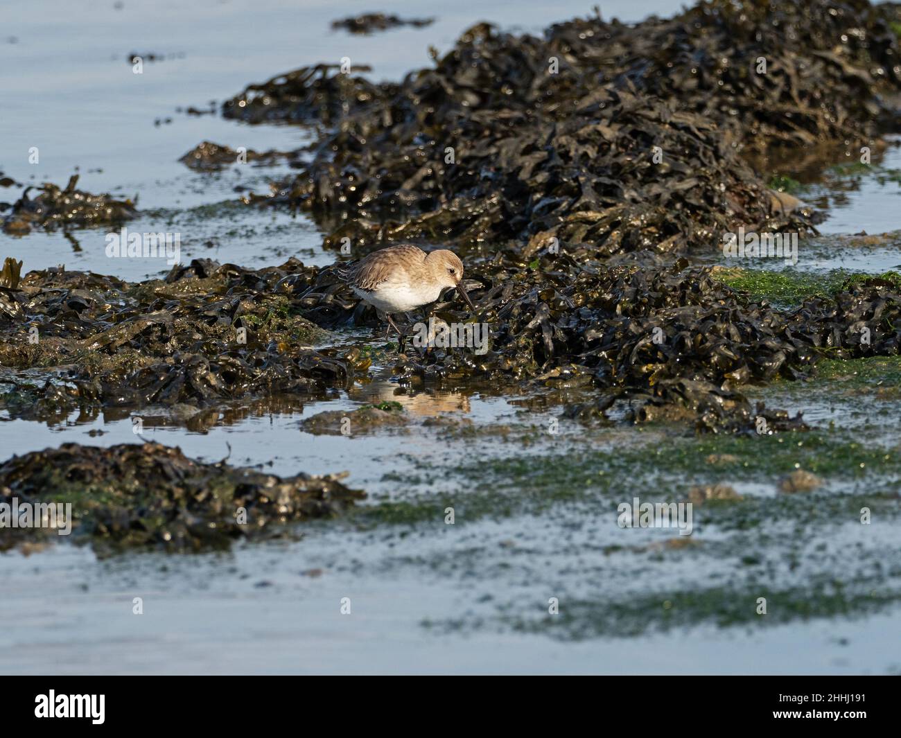 Dunlin Calidris alpina alla ricerca di cibo tra le alghe al bordo del lago di Mount, Keehaven Marshes, Hampshire, Inghilterra, Regno Unito, Novembre 2020 Foto Stock