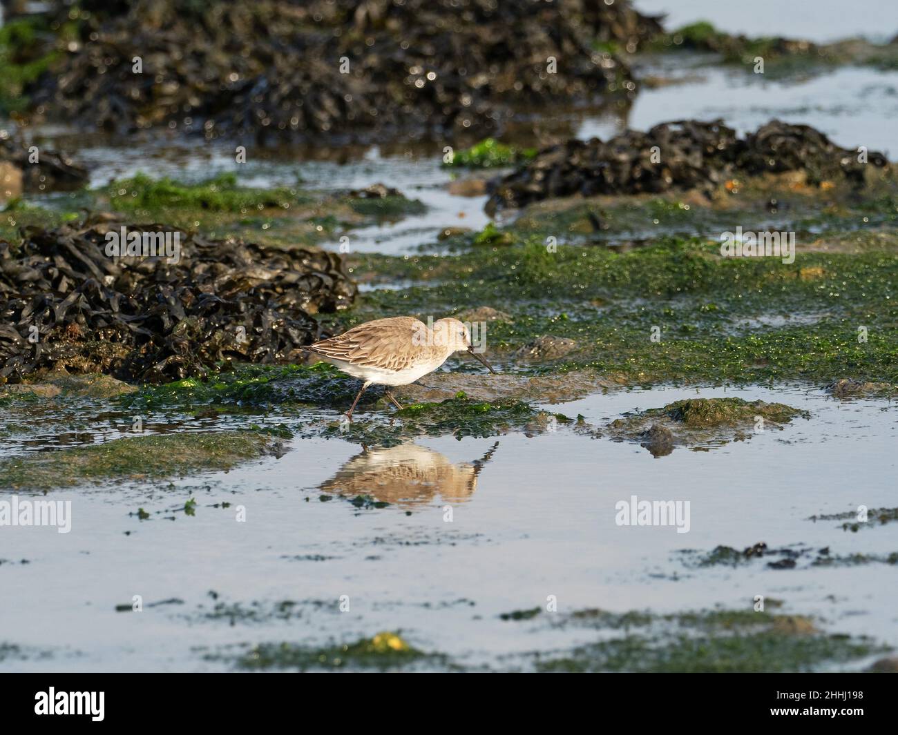 Dunlin Calidris alpina alla ricerca di cibo tra le alghe al bordo del lago di Mount, Keehaven Marshes, Hampshire, Inghilterra, Regno Unito, Novembre 2020 Foto Stock