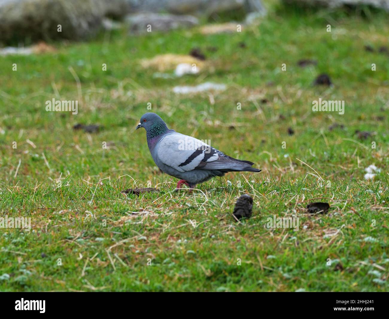 Colomba livia sulla prateria vicino alla riserva RSPB di Loch Muilne, Isola di Lewis, Ebridi esterne, Scozia, Regno Unito, Maggio 2021 Foto Stock