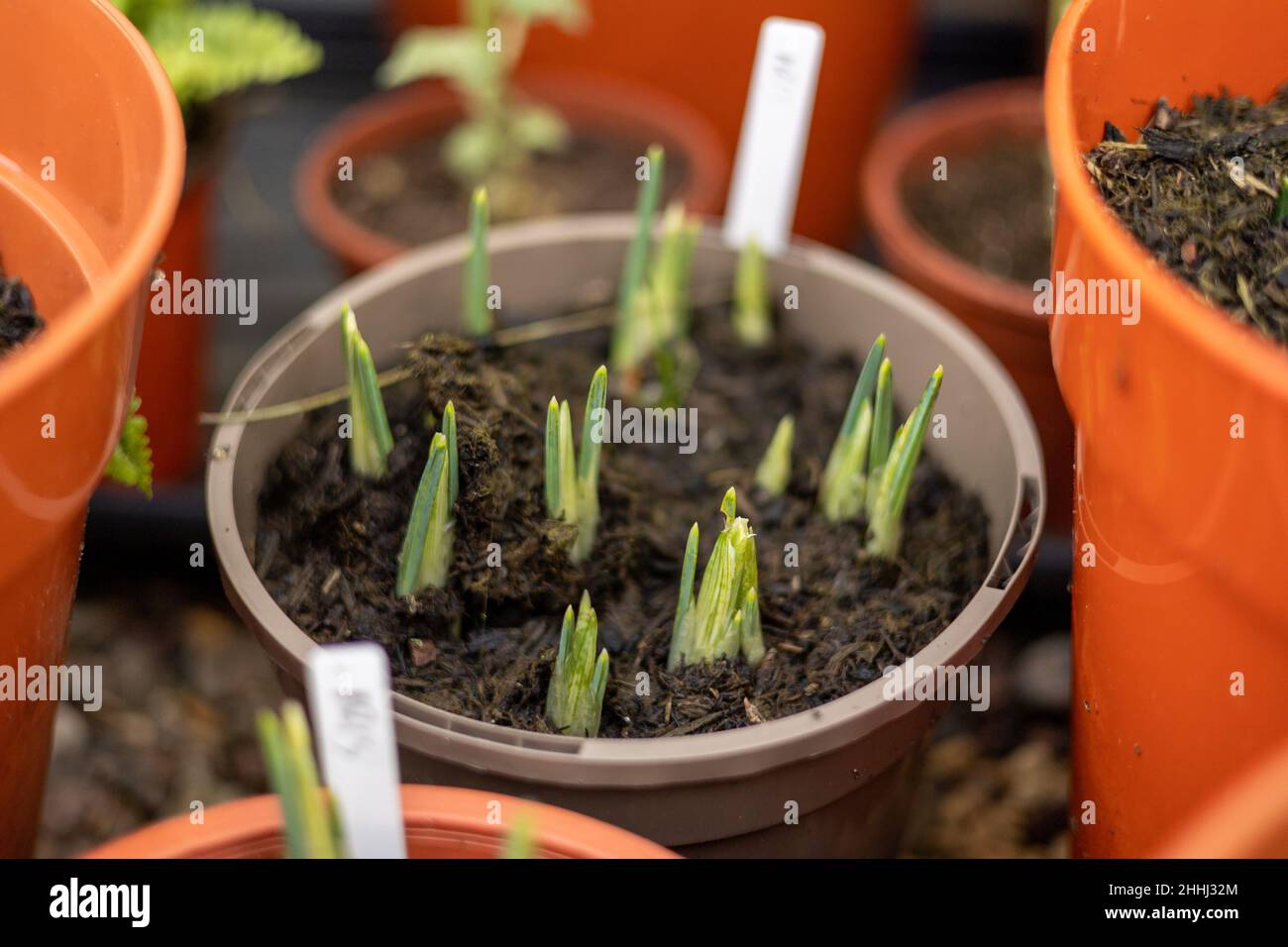 iris reticulata - iride annessa che cresce in una pentola Foto Stock