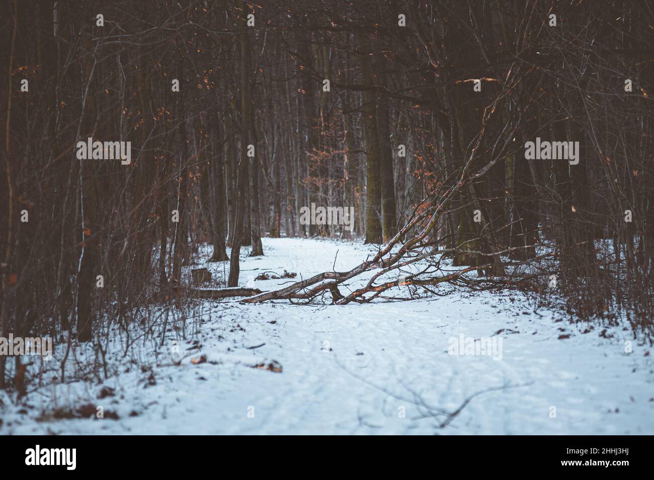 Percorso di blocco del ramo dell'albero interrotto nella foresta Foto Stock