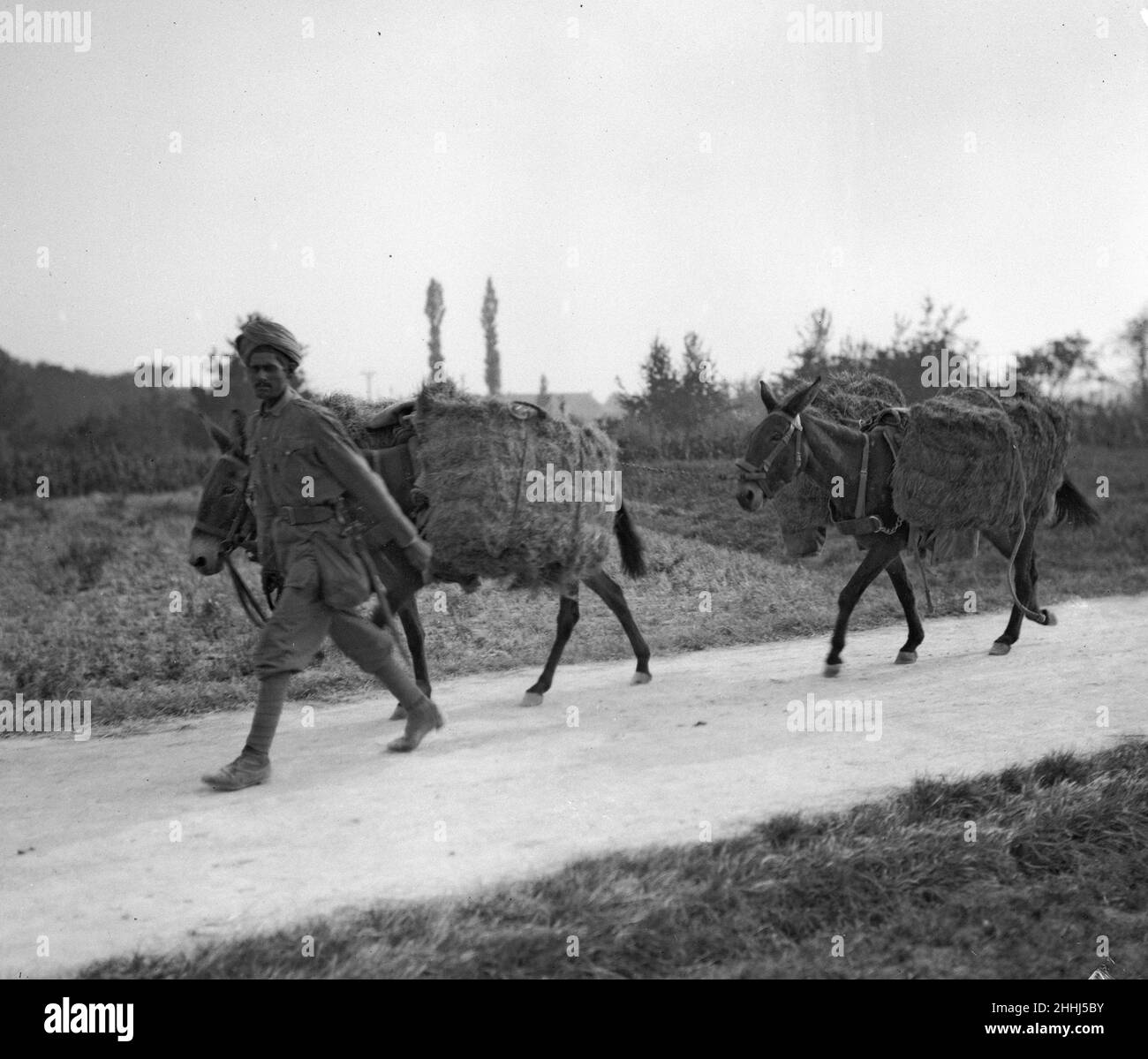 Soldati della Divisione indiana di Lahore del 3rd visti qui con muli carichi di vele di fieno che fanno la loro strada fino alla parte anteriore. Circa ottobre 1914 Foto Stock