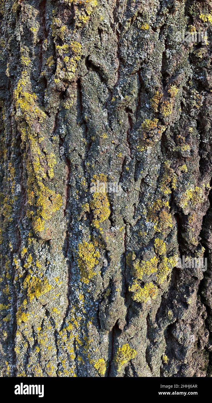 Tessitura della corteccia di un vecchio albero coperto di muschio verde. Buona priorità bassa. Foto Stock