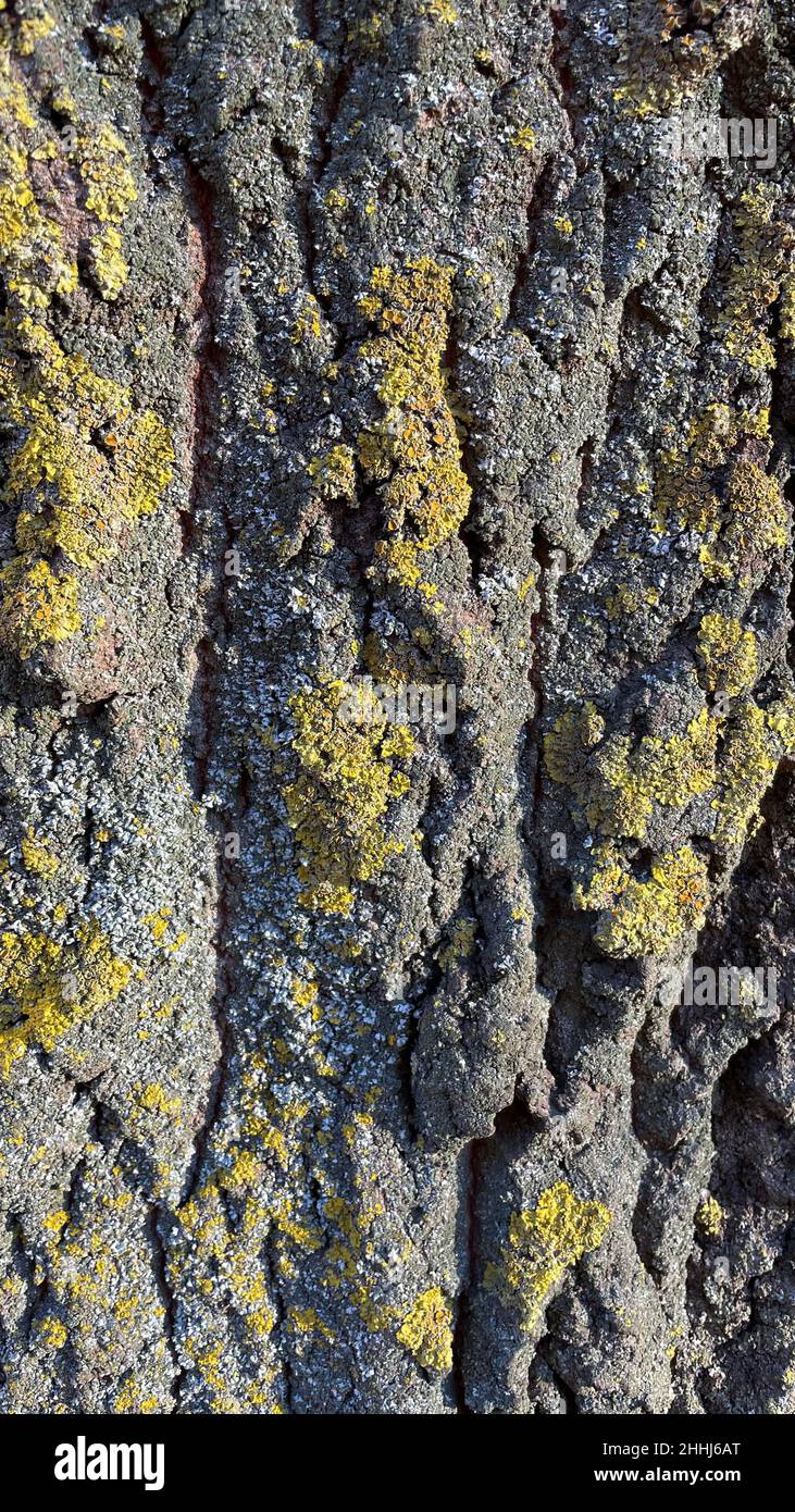 Tessitura della corteccia di un vecchio albero coperto di muschio verde. Buona priorità bassa. Foto Stock