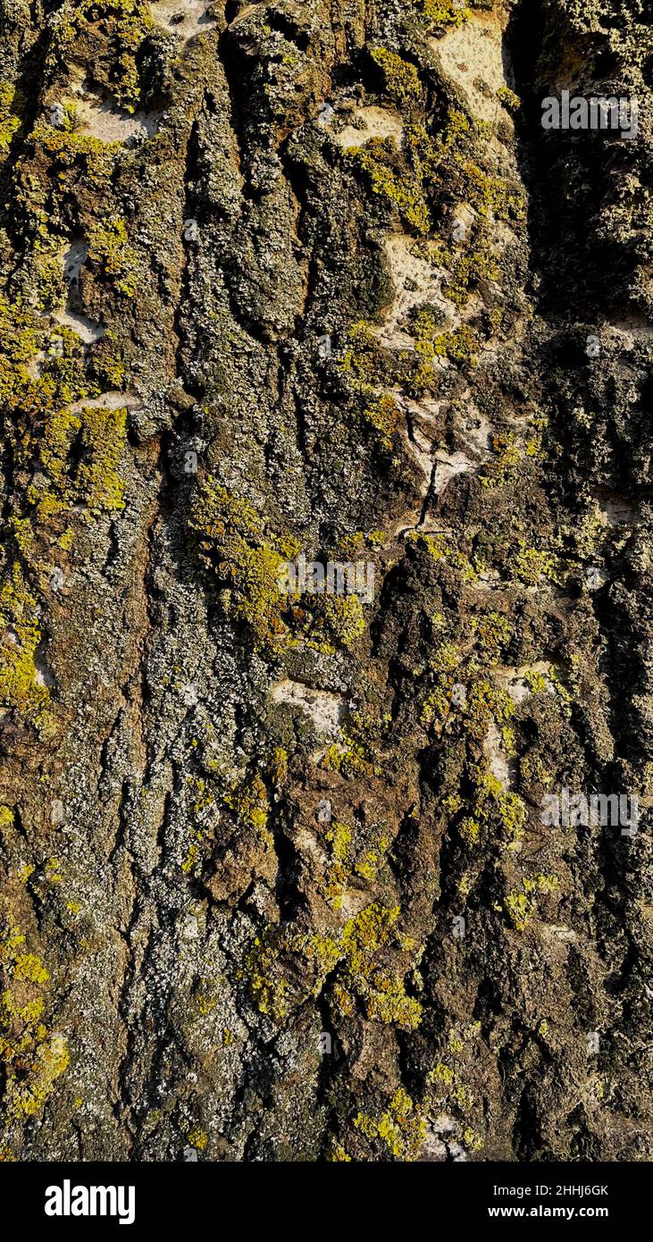 Tessitura della corteccia di un vecchio albero coperto di muschio verde. Buona priorità bassa. Foto Stock
