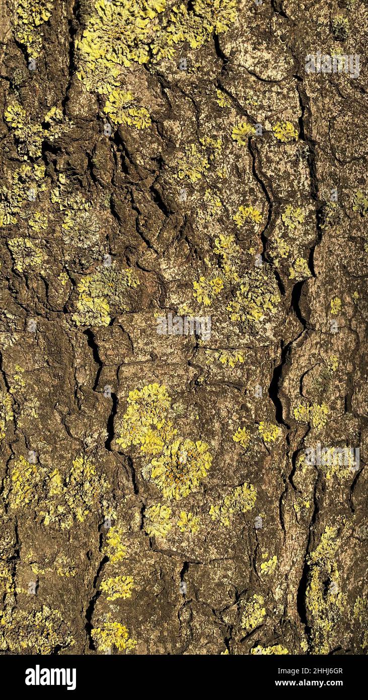 Tessitura della corteccia di un vecchio albero coperto di muschio verde. Buona priorità bassa. Foto Stock