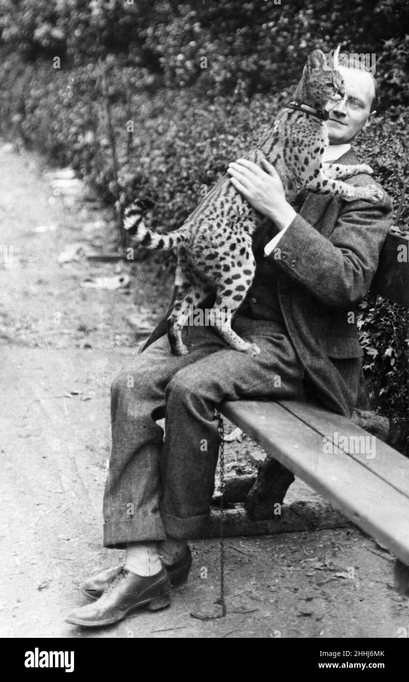 Non il tipo di animale domestico che tutti vorrebbero. Si tratta di un Serval tra le braccia di Gillespie allo Zoo di Edimburgo. 20th agosto 1919. Foto Stock