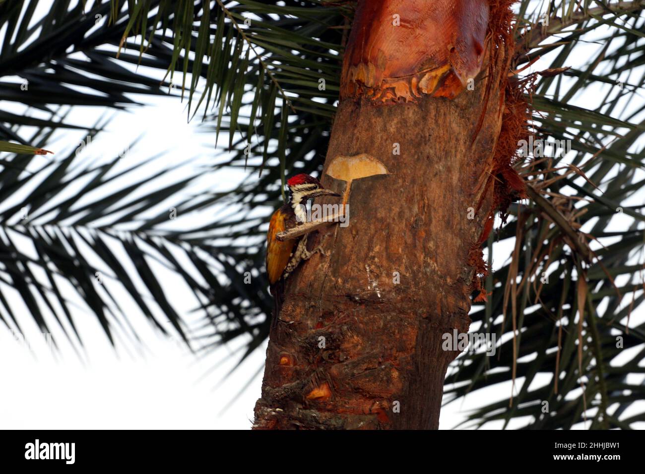 Una specie di picchio è visto peching il suo becco in una palma di datteri per estrarre il succo di datteri nel villaggio di Jashore. Il 22 gennaio 2022 a Dhaka, Bangladesh. Foto Stock