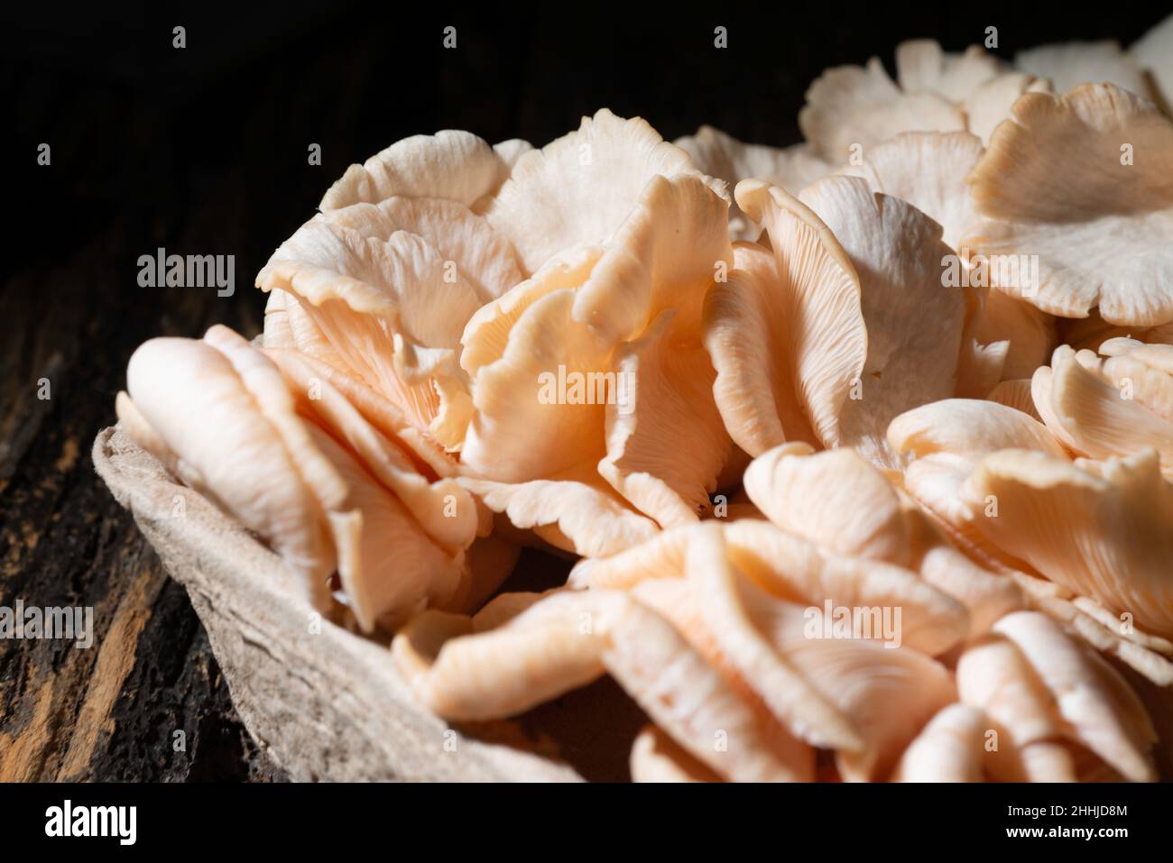 funghi rosa di ostrica, Foto Stock