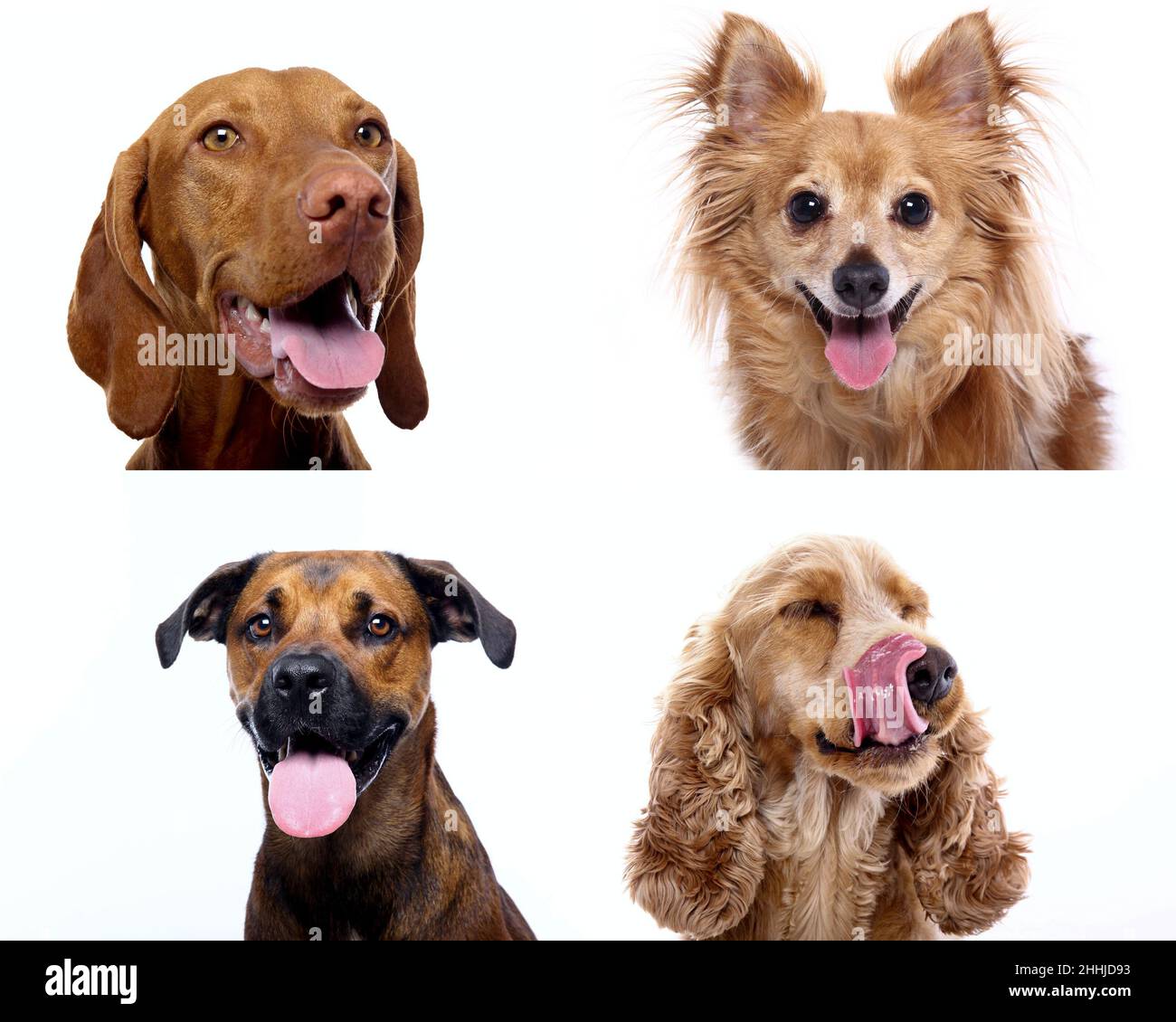 Gruppo di bellissimi cani di fronte a uno sfondo bianco Foto stock - Alamy