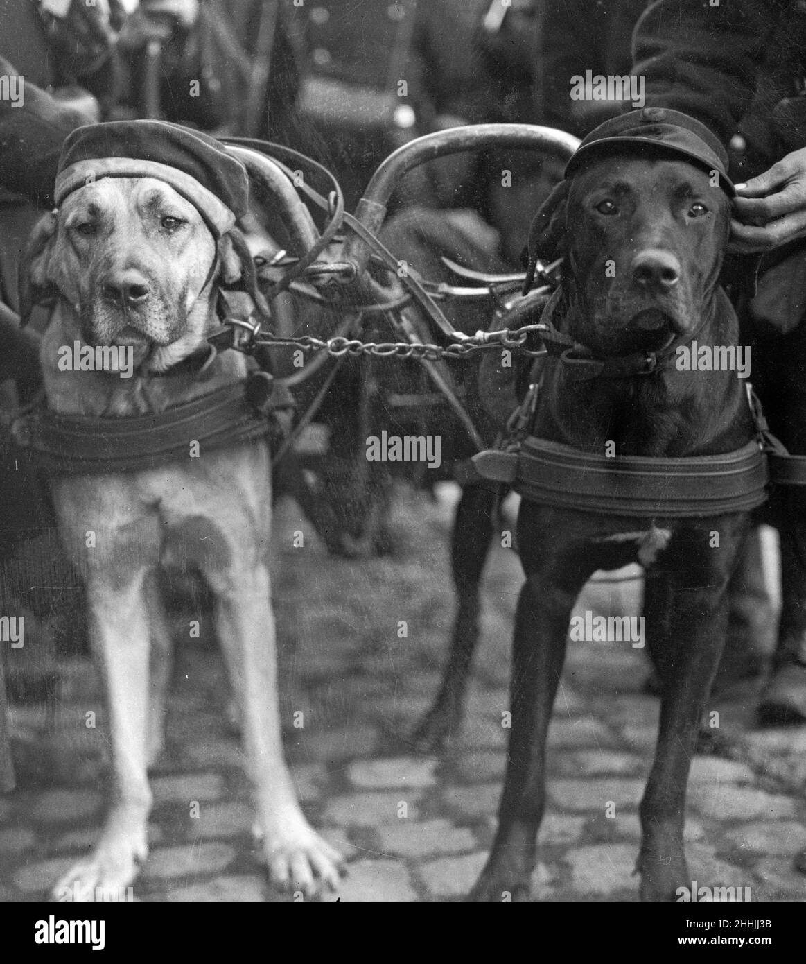 Orgoglioso del suo trofeo di guerra. I soldati belgi sono dedicati ai cani che vengono impiegati per trainare mitragliatrici e l'uomo che possiede questo animale non fa eccezione alla regola. Ha quindi colto l'opportunità di decorare il suo fedele amico con un cappellino di un soldato tedesco quando ha fatto prigioniero l'uomo nel quartiere di Anversa. Settembre 1914 Foto Stock