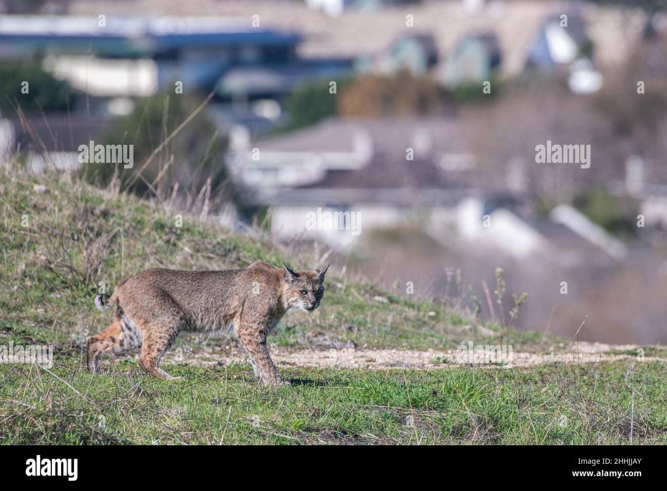 Un bobcat selvatico (Lynx rufus) in una zona semi-urbana negli Stati Uniti con un quartiere residenziale dietro di esso, fotografato in California. Foto Stock