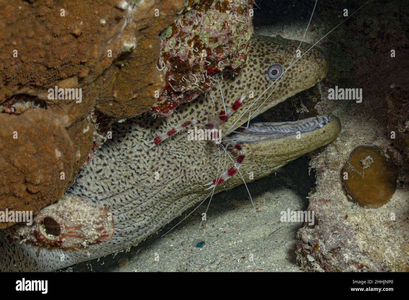 Grande muraena selvaggia con piccole macchie nere sotto coralli rocciosi su fondo sabbioso in acque trasparenti limpide di mare rosso Foto Stock