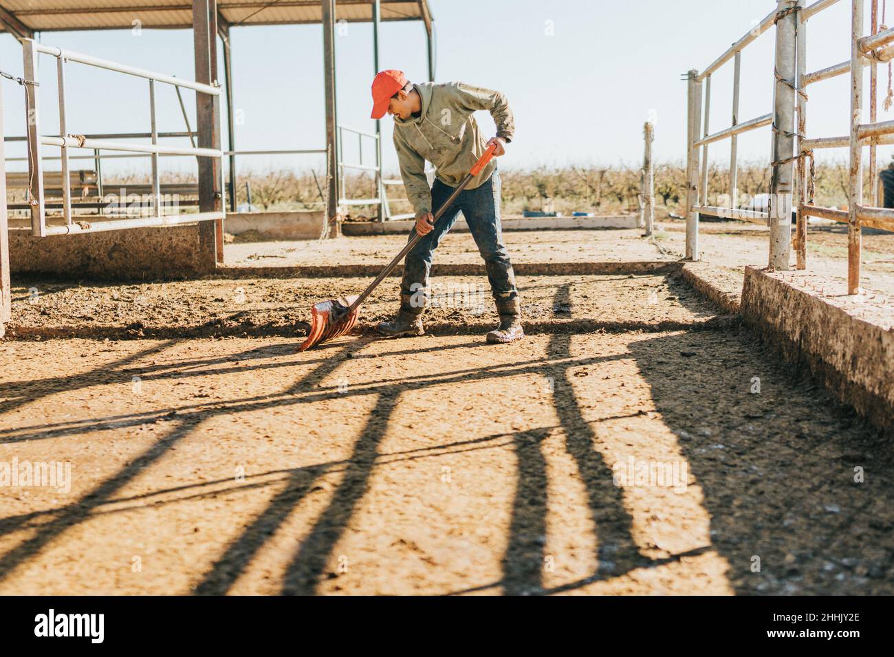 un uomo in un cappuccio rosso, jeans e una pala raccoglie il concime di vacca al mattino. Foto Stock