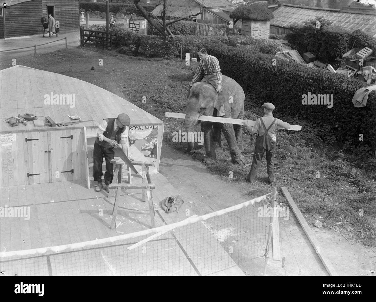 Elephant che trasporta legno per gli operai allo Zoo di Chessington. Aprile 1935 Foto Stock