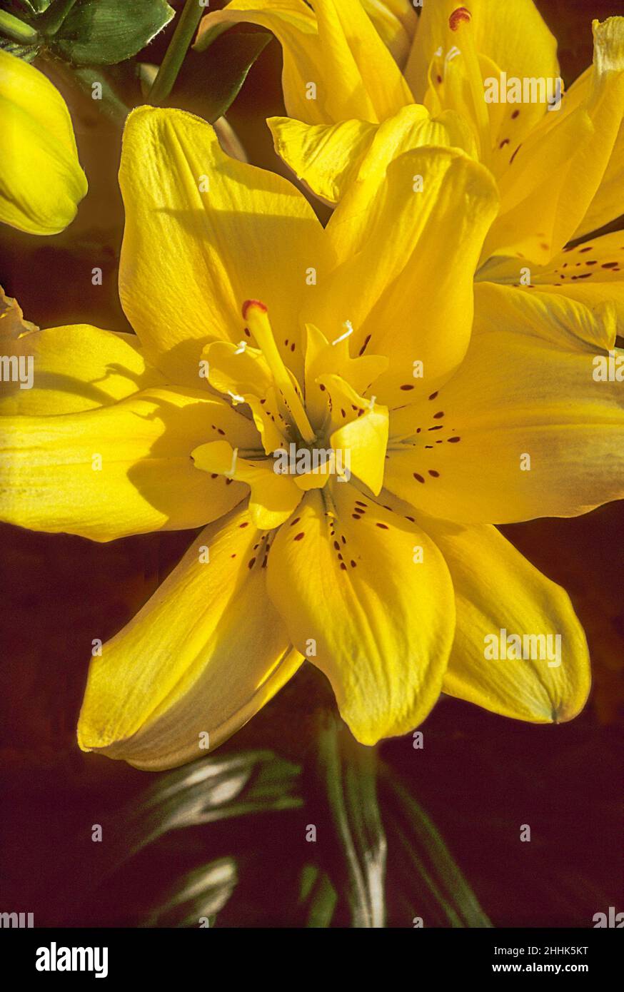 Primo piano di Lily Fata Morgana. Un giglio ibrido asiatico doppio a fiore giallo brillante Div 1 con fiori rivolti verso l'alto. Un'estate fioritura perenne Foto Stock