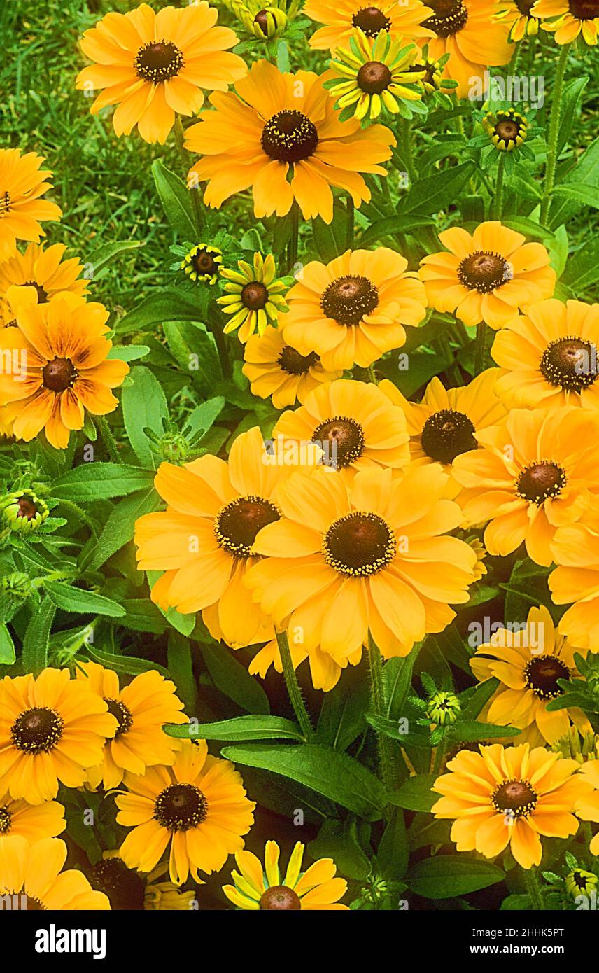 Rudbeckia Hirta Toto con fiori gialli e dischi centrali marroni che crescono in un confine erbaceo. Anche Black Eyed Susan è decisamente e completamente dura Foto Stock