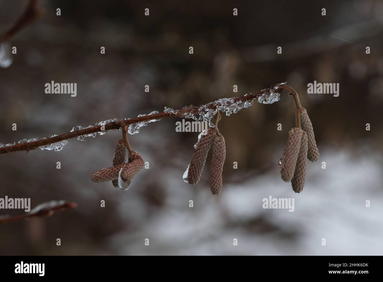 Primo piano di un ramo con orecchini ricoperti di ghiaccio in inverno Foto Stock