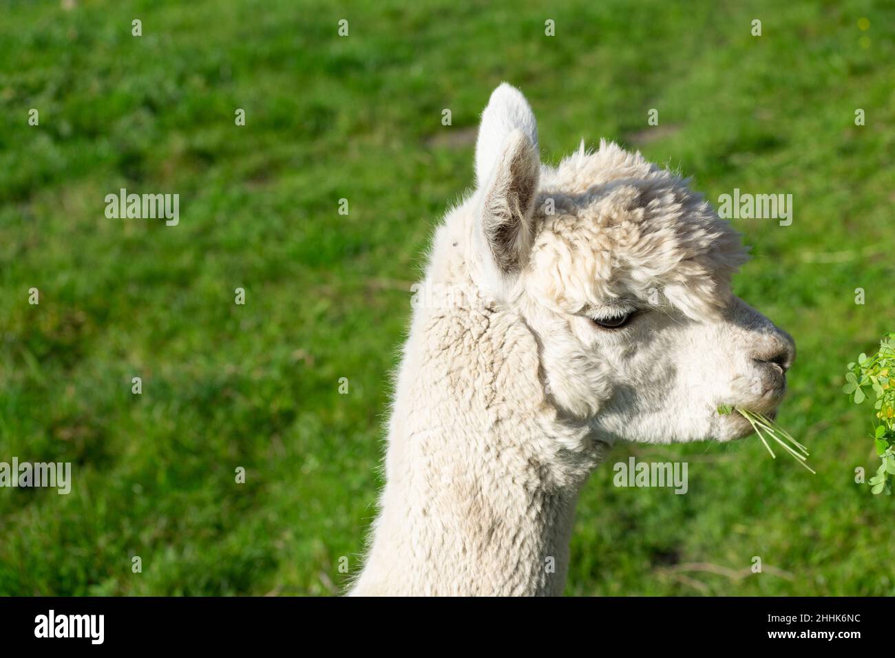 Cute testa bianca Alpaca che tiene erba verde in bocca sfocata erba verde sfondo. Foto Stock