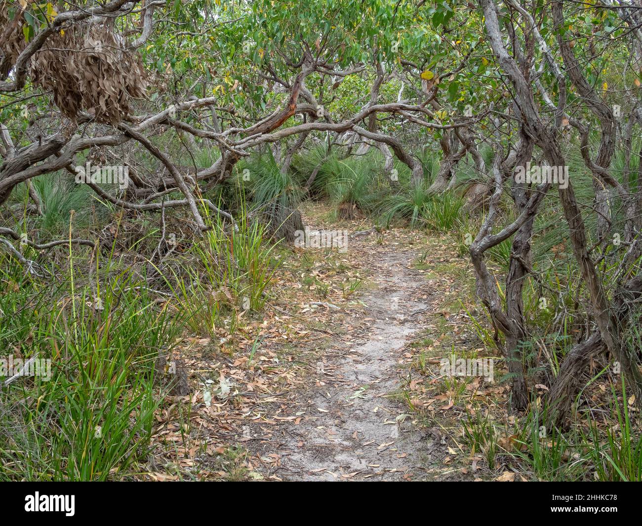 La vegetazione costiera sul Great Ocean Walk - Johanna, Victoria, Australia Foto Stock