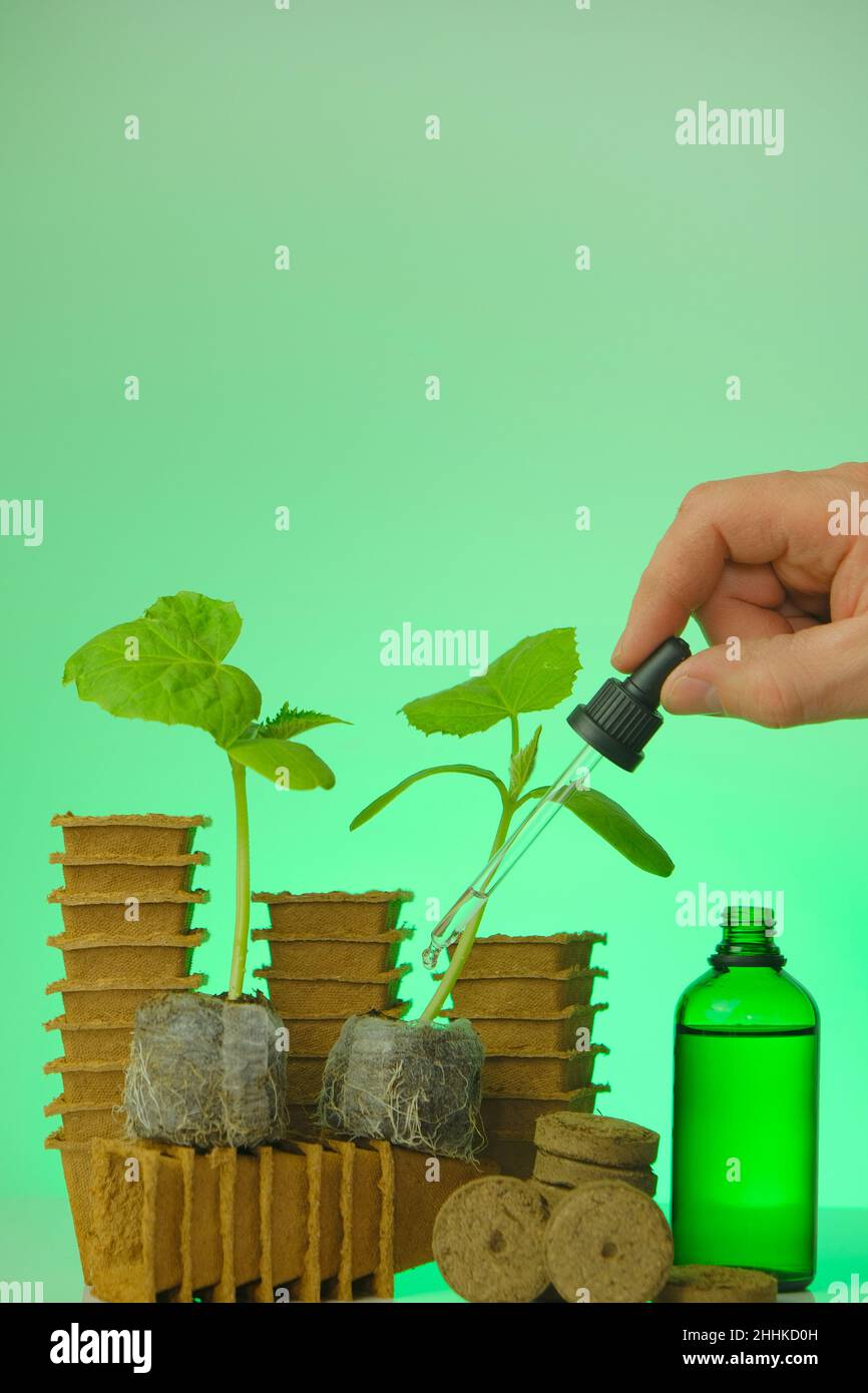 Fertilizzante per piantine. Attivatore del sistema di radice di semina in bottiglia di vetro, pianta di cetriolo e pipetta in mano su sfondo verde.Growth Foto Stock