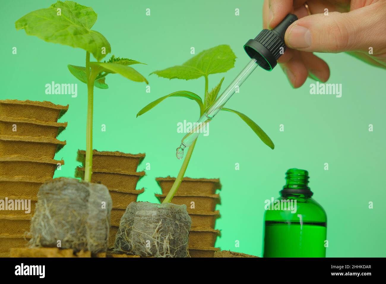 Fertilizzante per piantine. Attivatore del sistema di radice di semina in una bottiglia verde, una pianta di cetriolo e una pipetta in una mano su sfondo verde.Growth Foto Stock