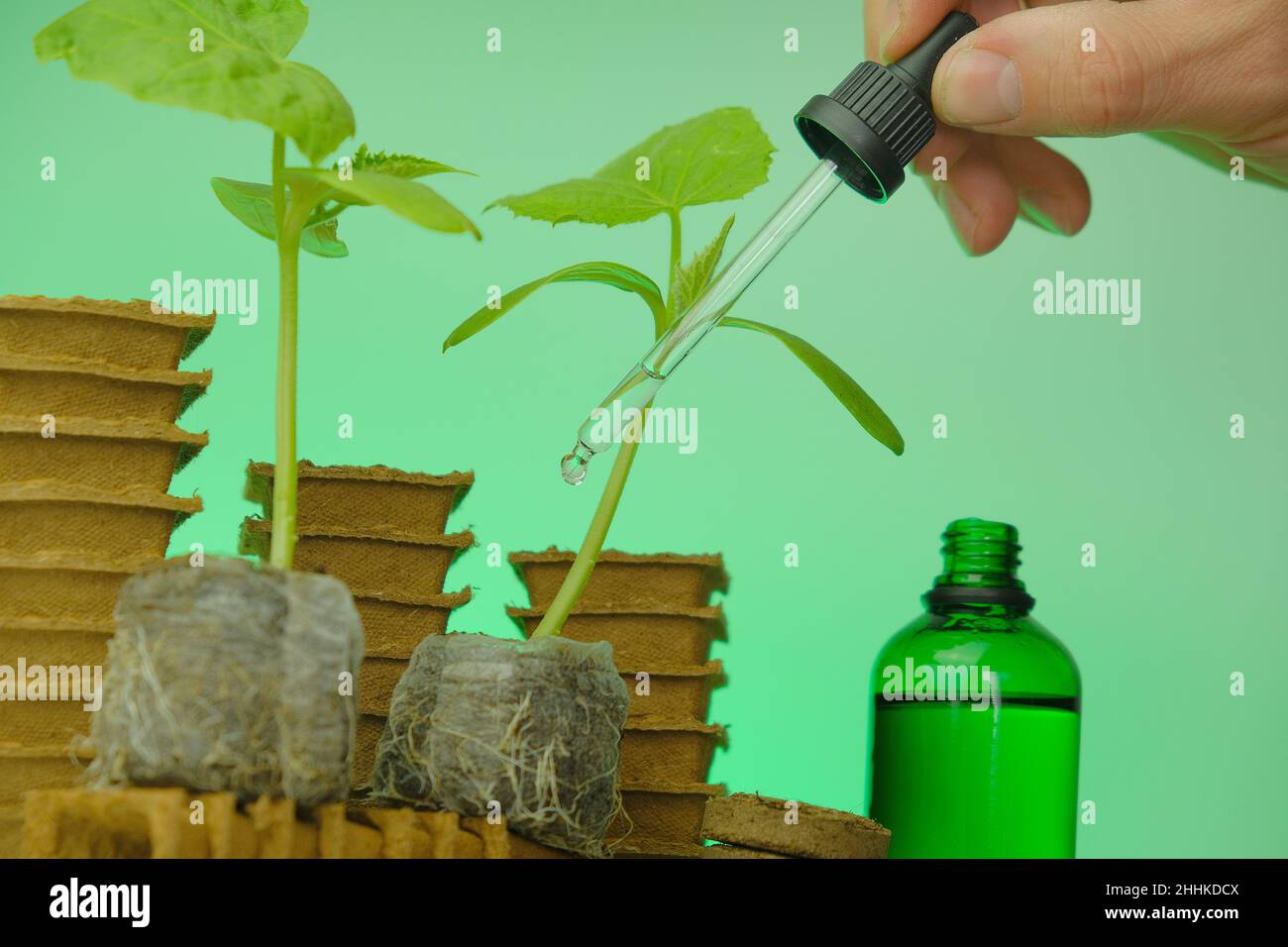 Attivatore del sistema di radice di semina in una bottiglia di vetro verde, una pianta di cetriolo e una pipetta in una mano su uno sfondo verde.energia di crescita per Plants.Plant Foto Stock