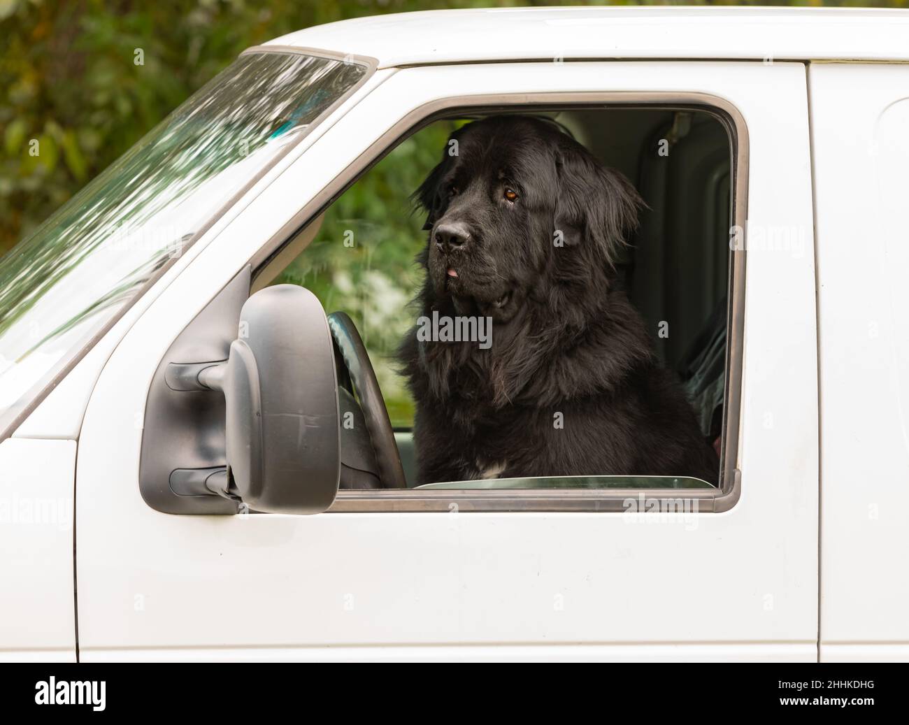Grande cane seduto sul sedile anteriore di un'auto bianca. Testa di grande cane nero in auto. Il grande cane corre in auto Foto Stock