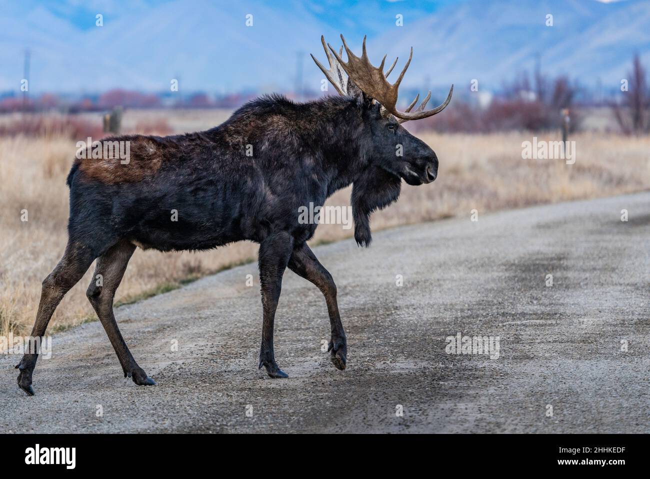 USA, Idaho, Bellevue, alce toro che attraversa la strada rurale Foto Stock