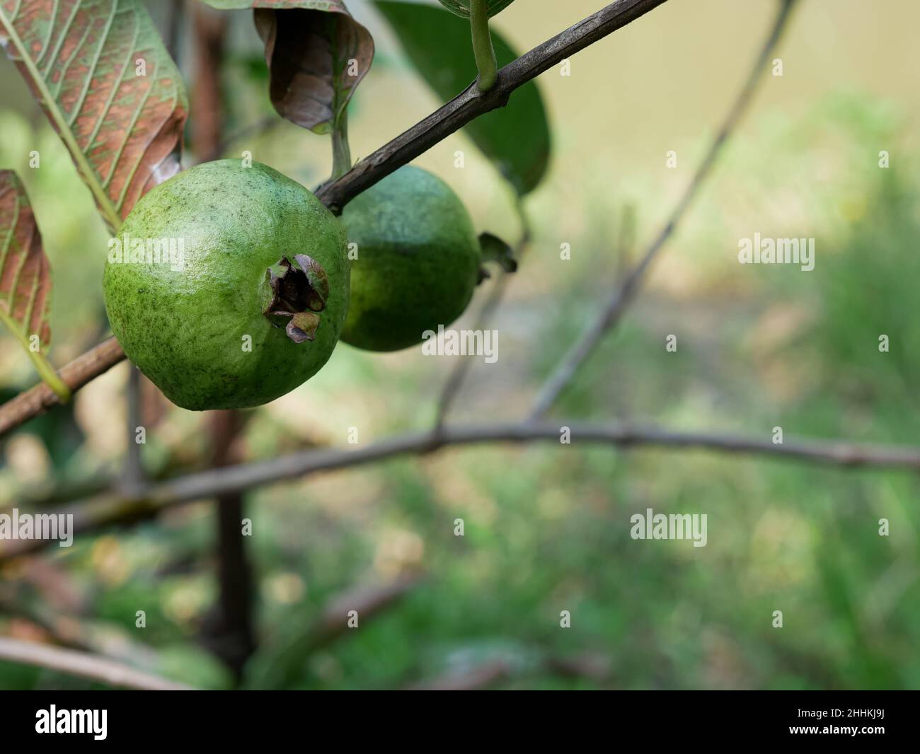 Psidium guajava o guava comune appeso sull'albero. Foto Stock