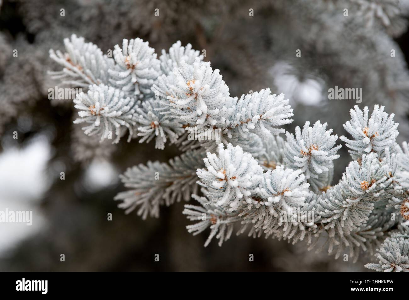 Hoar Frost riveste gli aghi di Pinon Pine alberi dopo la tempesta invernale, in Colorado Springs, Colorado Foto Stock