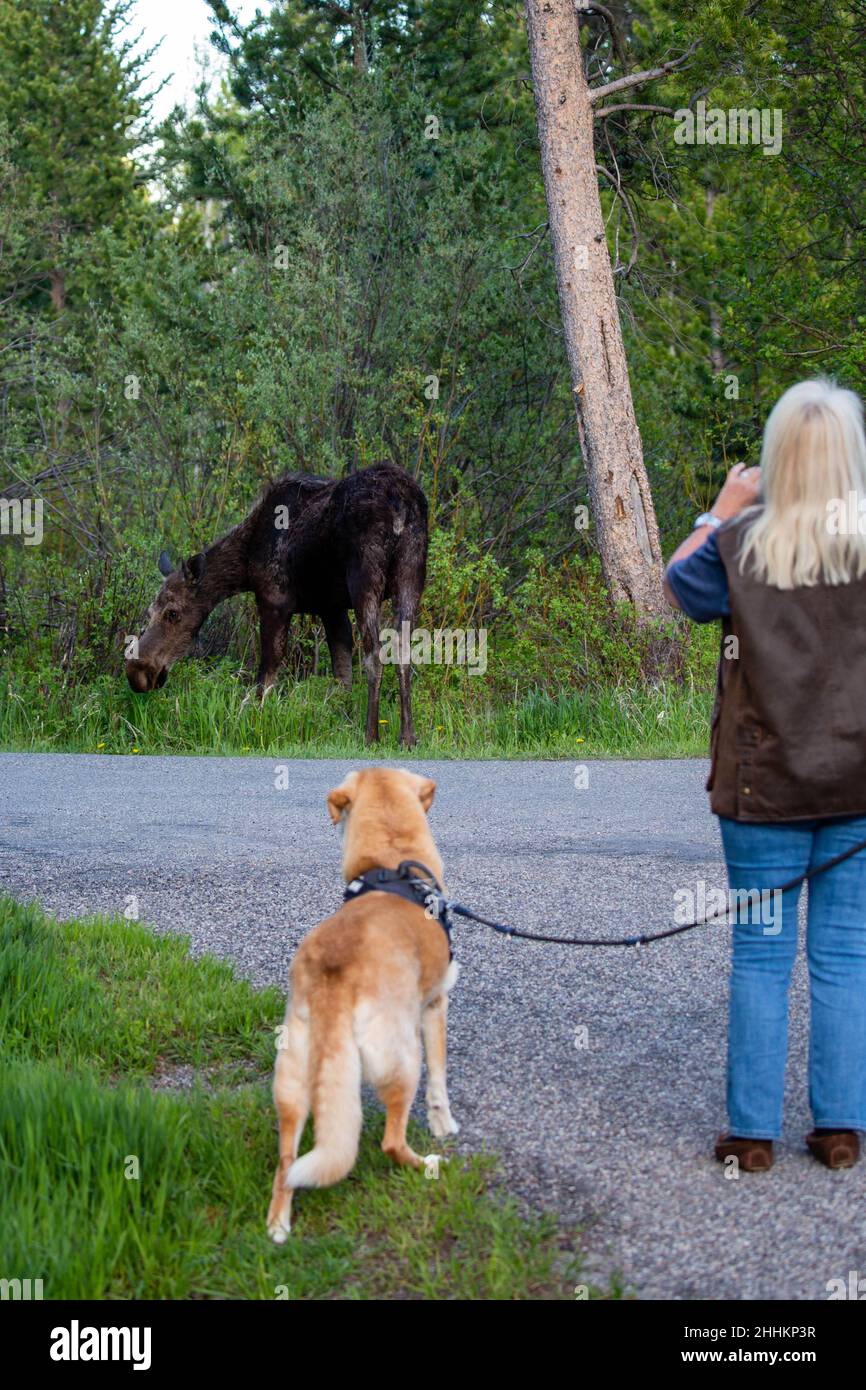 Wilson, Wyoming, USA, maggio 28, 2021: Donna con cane che prende una foto di una alce un po 'da chiudere, verticale Foto Stock